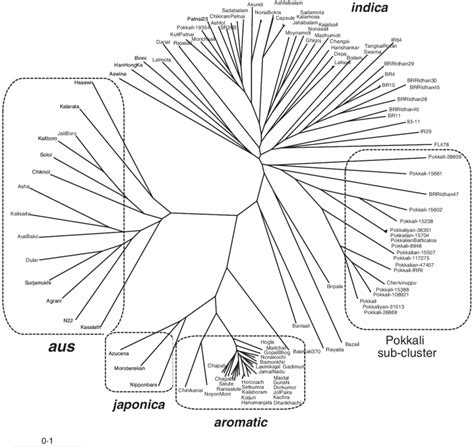 Unrooted Neighbour Joining Tree Showing Genetic Relationships Between