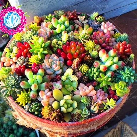 100pcs Pointed Pearl Succulent Seeds Beads Bonsai Absorb Formaldehyde