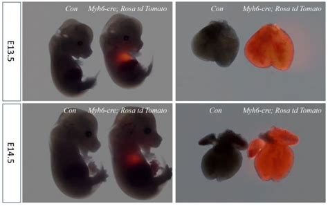 Cre Lox系统介绍及使用汇总生物器材网