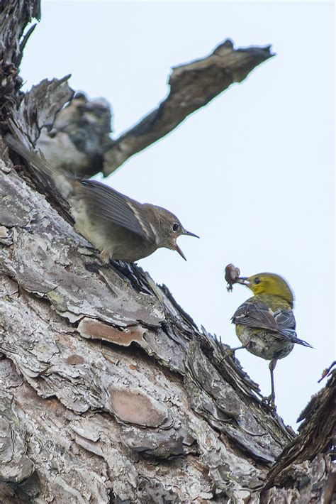 Setophaga Pinus Pinus Male Female Pine Warbler Benjamin Naden