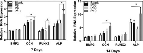 Expression Level Of Genes Related To Osteogenesis On The Th And Th