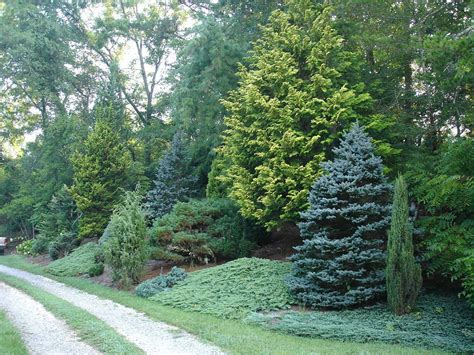 Mixed evergreen tree screen, conifers. #landscapeprivacy | Evergreen ...