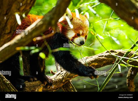 Red panda eating Stock Photo - Alamy