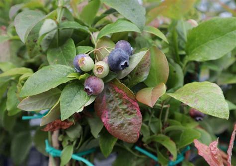 Blauwe Bessenstruiken Kopen Vanaf 6 99 Fruitbomen Net