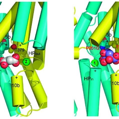 Two Modes Of Transport Identified In The Divalent Anion Na Symporter