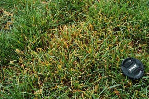 How to Identify, Control, and Prevent Leaf Rust in Grass