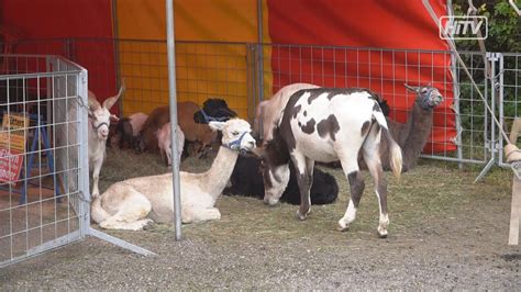 Circus Althoff Ist Wieder In Kapfenberg Youtube