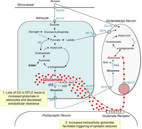 Figure 1 From Regulation Of Astrocyte Glutamine Synthetase In Epilepsy Semantic Scholar