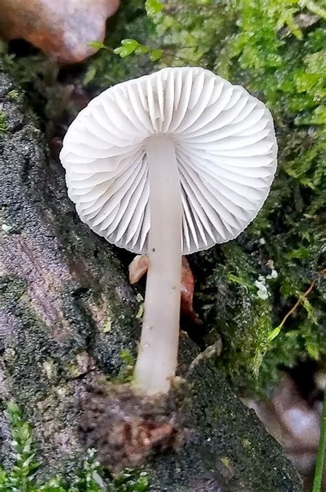 Mycena Cf Arcangeliana Bres 1904 163219 Biodiversidad Virtual