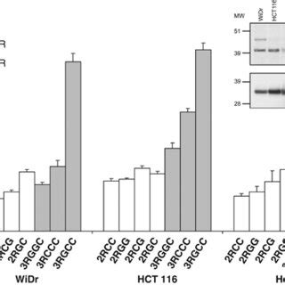 Luciferase reporter constructs of TYMS promoter region polymorphisms ... 