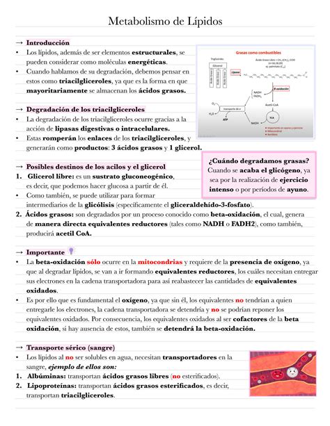 Solution Metabolismo De L Pidos Studypool