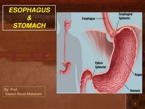 PPT - ESOPHAGUS & STOMACH PowerPoint Presentation, free download - ID ...