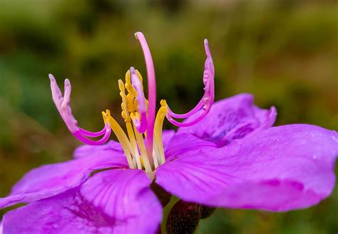 Senduduk Or Known Scientifically As Melastoma Malabathricum Beautiful