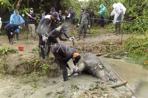 Badak Jawa Ditemukan Mati Antara Foto