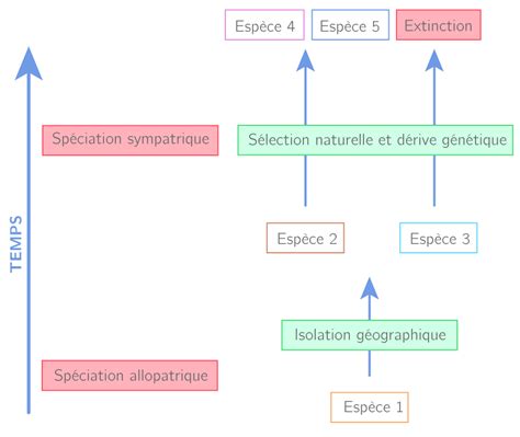 De La Diversification Des êtres Vivants à Lévolution De La Biodiversité Ts Schéma De