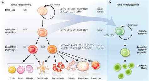 Normal Hematopoietic Stem And Progenitor Cells A The Hsc Is A