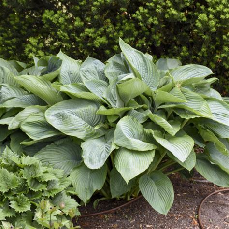 Shadowland Empress Wu Hosta Hybrid Proven Winners