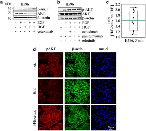 Egfr Inhibition Under Egf And Hgf Stimulated Conditions Induces An