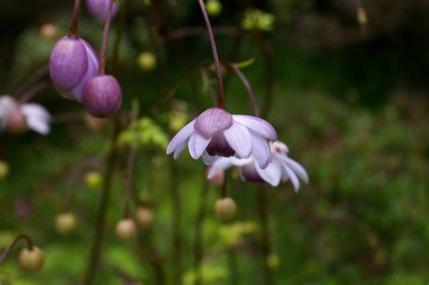 Anemonopsis macrophylla - Beth Chatto's Plants & Gardens