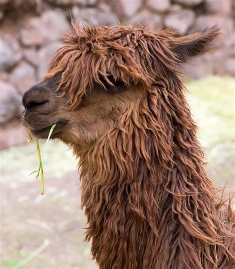 Red Lama With Stylish Haircut — Stock Photo © Uapm 72439253