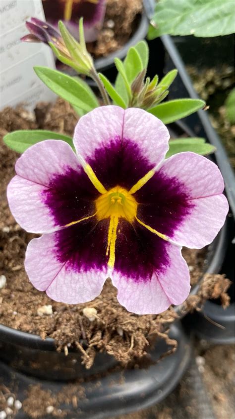 Calibrachoa Kabloom White