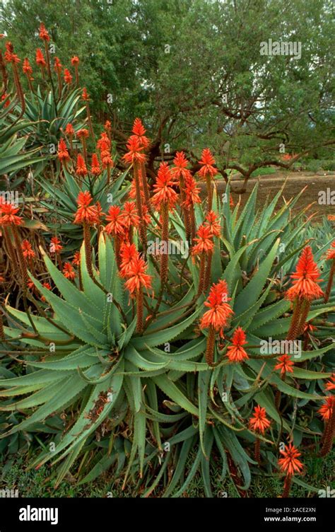 Aloe Arborescens A Mature Spreading Plant In Flower Stock Photo Alamy