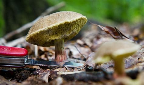 Pilze Sammeln Giftige Pilze Und Essbare Pilze Bestimmen