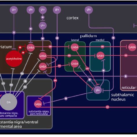 The Serotonin Pathways In The Brain The Principal Centres For Download Scientific Diagram