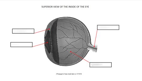 Superior View Of The Inside Of The Eye Diagram Quizlet