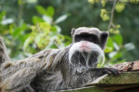 5 Animaux Emblématiques De La Forêt Amazonienne Instinct Animal