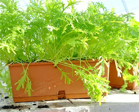 Terracotta Coloured Windowsill Trough Sea Spring Seeds