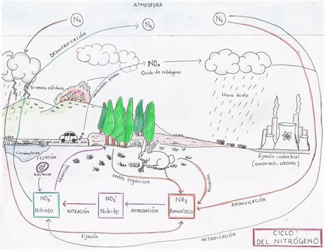 Imagenes Para Colorear Del Ciclo Del Nitrogeno Imagui