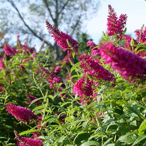 Butterfly Bush For Sale | Shrubs | Great Garden Plants