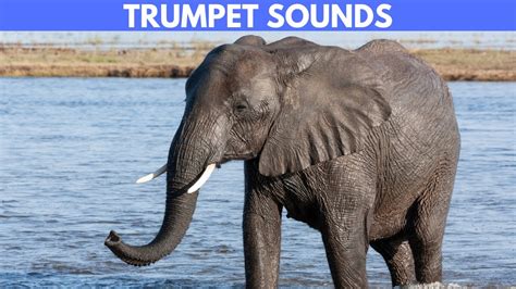 How Do Elephants Make Trumpet Sounds Quesiton Quickies Youtube