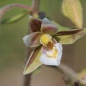 Epipactis Palustris Cultiver Et Entretenir Pagesjaunes