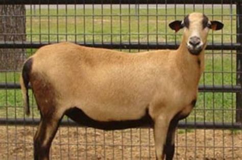 Barbados Black Belly – Loudoun Valley Sheep Producers