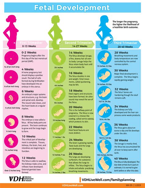 Fetal Development Week By Week Stages Of Pregnancy Momjunction – NBKomputer