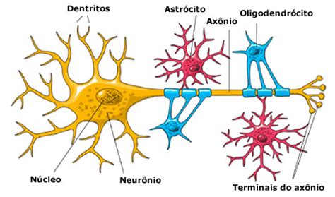 Células da Glia Sistema Nervoso Anatomia InfoEscola