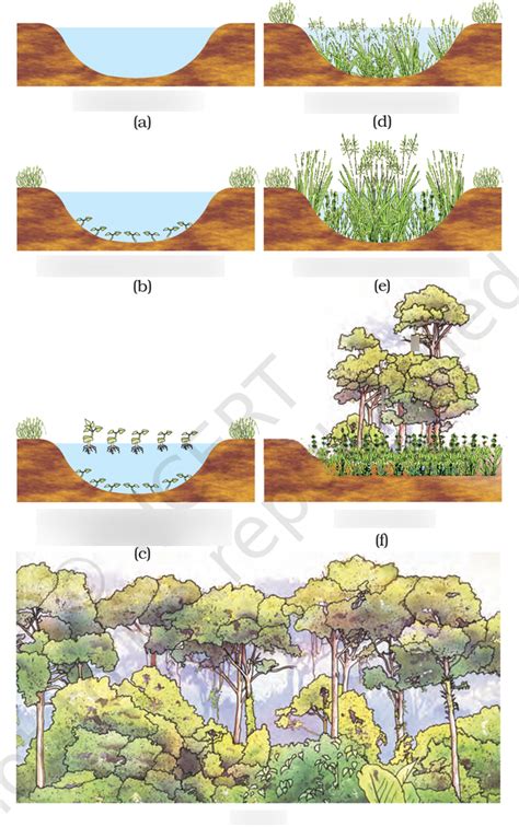 Primary succession in water Diagram | Quizlet