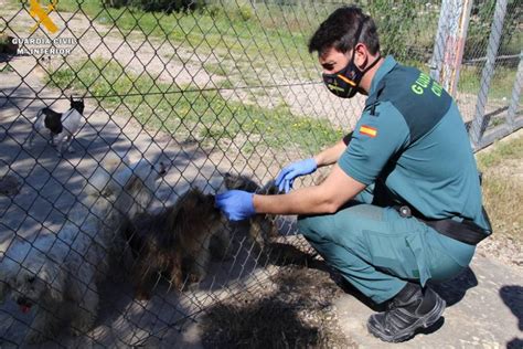 Fotos El Seprona Localiza Perros De Que Se Hallaban En Unas