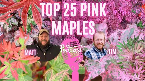 Top 25 Pink Maples To Improve Your Garden Design Pink Plants Part 2