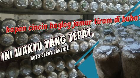 Waktu Yang Tepat Membuka Penutup Dan Cincin Baglog Jamur Tiram Agar