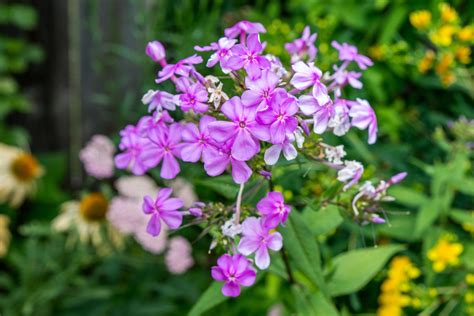 Garden Phlox (Tall Phlox): Care and Growing Guide