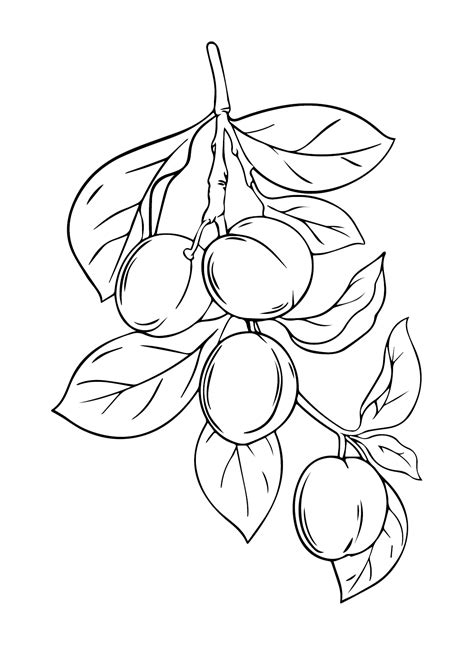 Branch Plums Coloring Page Free Printable Coloring Pages