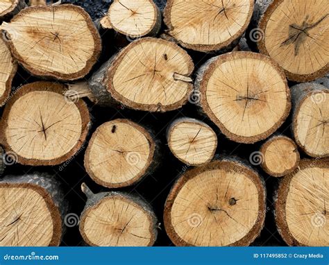 Lined Oak Logs Stock Photo Image Of Round Fresh Logs 117495852