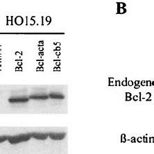 Expression Of Targeted Bcl 2 Protein In C Myc Null And C Myc