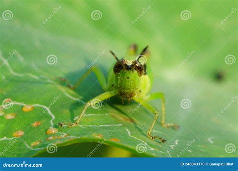 Grasshopper On The Elephant Ear Leaf Stock Photo Image Of Nature
