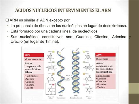 Sintesis De Proteinas Pptx C Digo Gen Tico Ppt