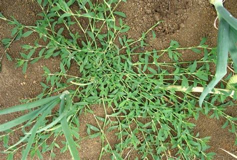 Wireweed Weed Control Bayer Crop Science New Zealand