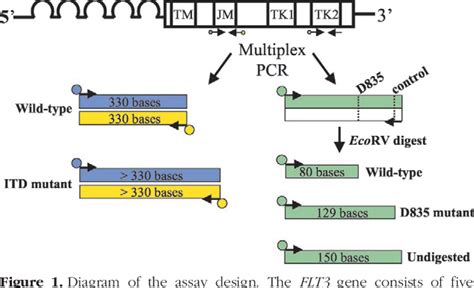 Figure From Detection Of Flt Internal Tandem Duplication And D